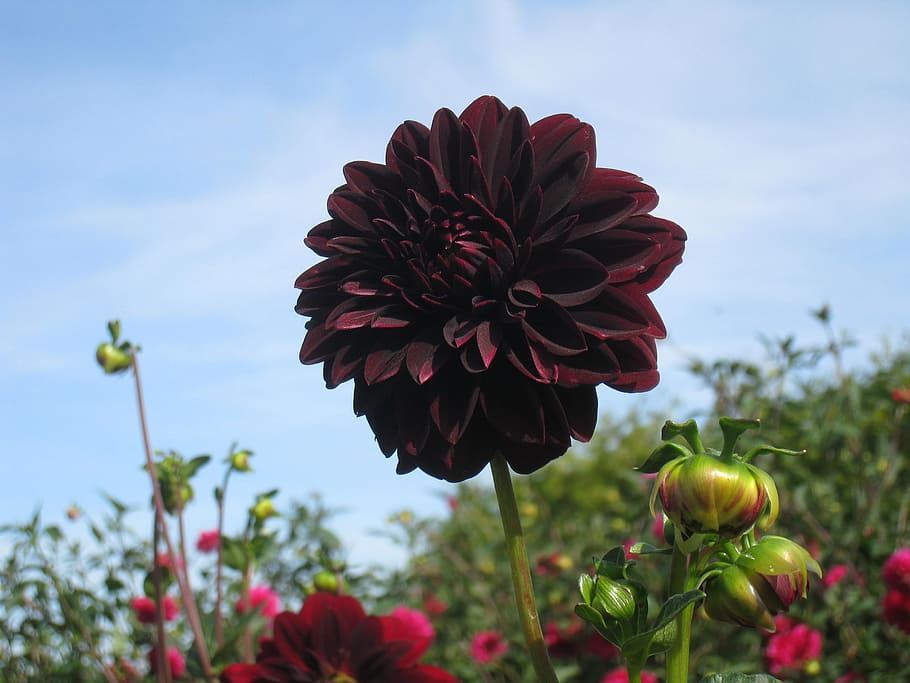 Black Dahlia flower